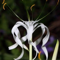 Гименокаллис тубифлора (Hymenocallis tubiflora)