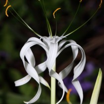 Гименокаллис тубифлора (Hymenocallis tubiflora) Гименокаллис тубифлора (Hymenocallis tubiflora)