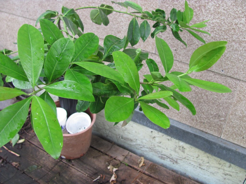 Ilex-paraguariensis