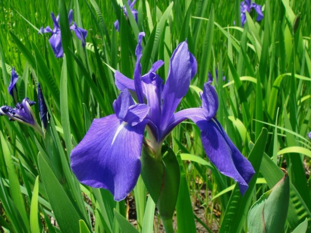 Ирис гладкий (Iris laevigata) Ирис гладкий (Iris laevigata)
