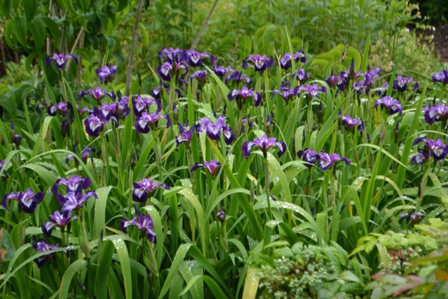 Ирис сибирский (Iris sibirica) Ирис сибирский (Iris sibirica)