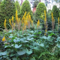 Бузульник узкоголовчатый (Ligularia stenocephala) Бузульник узкоголовчатый (Ligularia stenocephala)