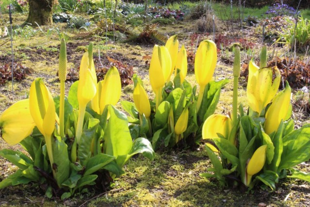 Лизихитон американский (Lysichiton americanus) Лизихитон американский (Lysichiton americanus)