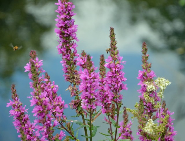 Дербенник иволистный, или Плакун-трава (Lythrum salicaria) Дербенник иволистный, или Плакун-трава (Lythrum salicaria)
