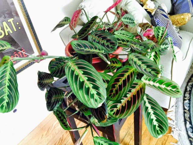 Маранта беложилковая (Maranta leuconeura) Маранта беложилковая (Maranta leuconeura)