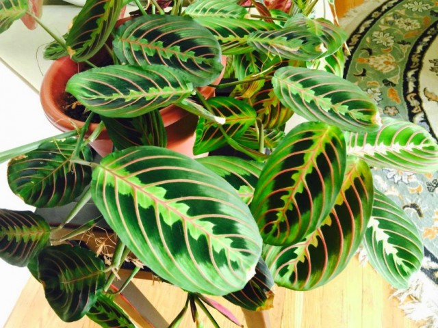 Маранта беложилковая (Maranta leuconeura) Маранта беложилковая (Maranta leuconeura)
