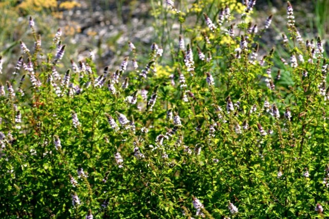 Мята водная (Mentha aquatica) Мята водная (Mentha aquatica)