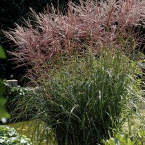 Мискантус китайский (Miscanthus sinensis) Мискантус китайский (Miscanthus sinensis)