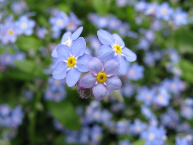 Незабудка болотная (Myosotis scorpioides) Незабудка болотная (Myosotis scorpioides)