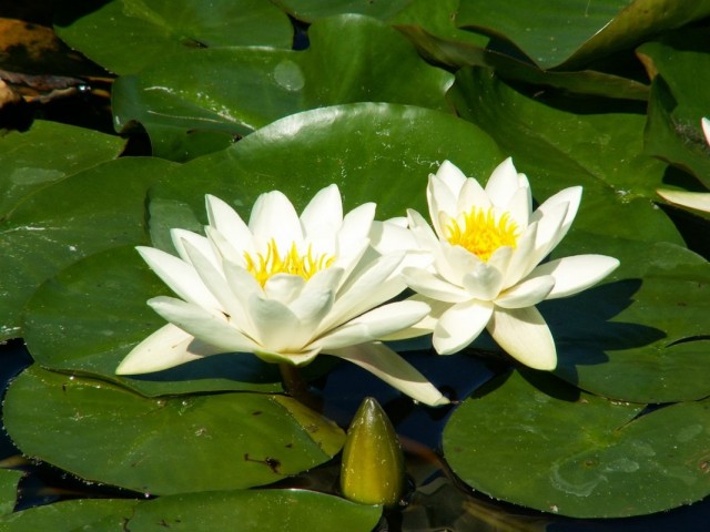 Кувшинка белая (Nymphaea alba) Кувшинка белая (Nymphaea alba)