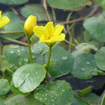 Болотоцветник щитолистный (Nymphoides peltata) Болотоцветник щитолистный (Nymphoides peltata)