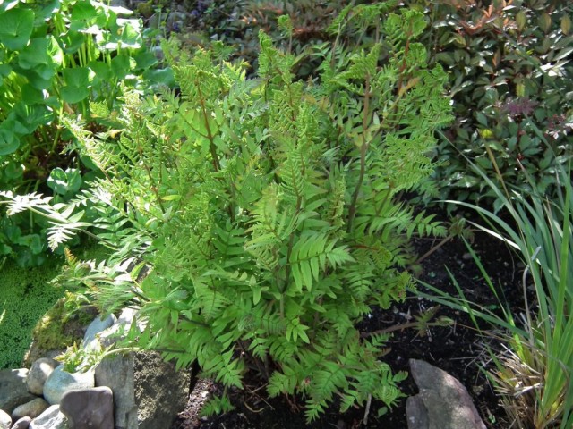 Чистоуст величавый, или королевский (Osmunda regalis) Чистоуст величавый, или королевский (Osmunda regalis)