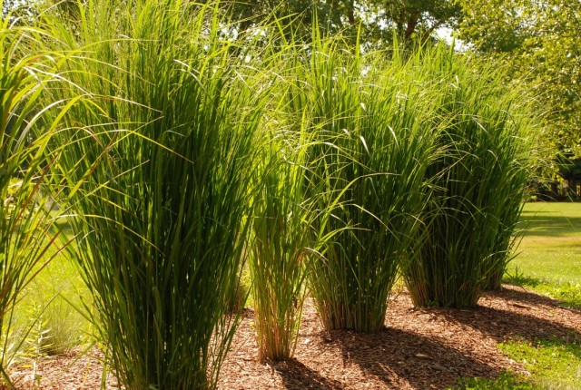 Просо прутьевидное, или просо веничное (Panicum virgatum) Просо прутьевидное, или просо веничное (Panicum virgatum)
