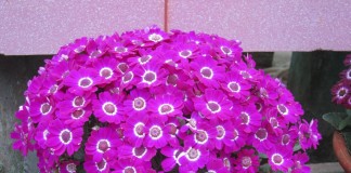 Перикаллис гибридный (Pericallis hybrida)