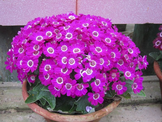 Перикаллис гибридный (Pericallis hybrida) Перикаллис гибридный (Pericallis hybrida)