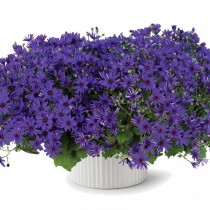 Перикаллис гибридный (Pericallis hybrida), или Крестовник садовый, или Цинерария кровавая Перикаллис гибридный (Pericallis hybrida), или Крестовник садовый, или Цинерария кровавая