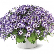 Перикаллис гибридный (Pericallis hybrida), или Крестовник садовый, или Цинерария кровавая Перикаллис гибридный (Pericallis hybrida), или Крестовник садовый, или Цинерария кровавая