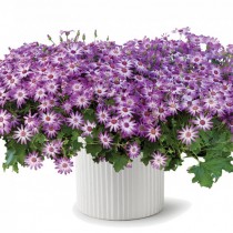 Перикаллис гибридный (Pericallis hybrida), или Крестовник садовый, или Цинерария кровавая Перикаллис гибридный (Pericallis hybrida), или Крестовник садовый, или Цинерария кровавая