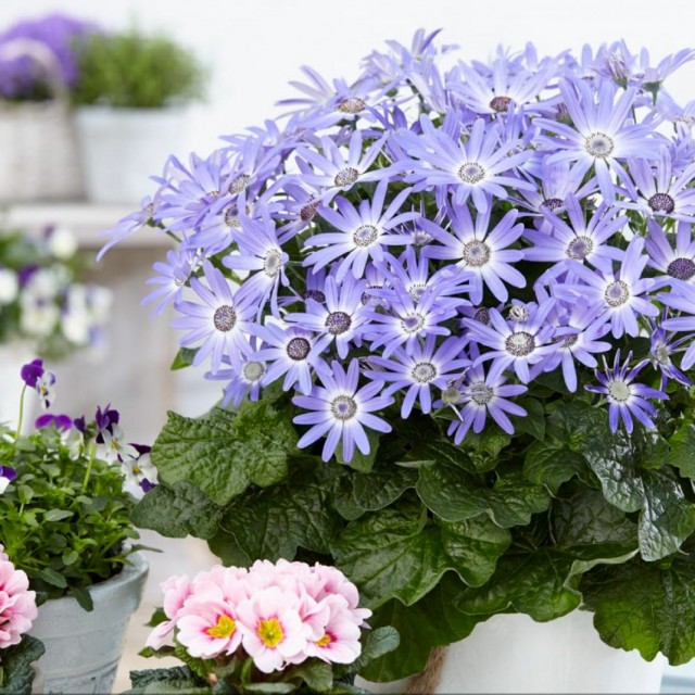 Перикаллис гибридный (Pericallis hybrida), или Крестовник садовый, или Цинерария кровавая Перикаллис гибридный (Pericallis hybrida), или Крестовник садовый, или Цинерария кровавая