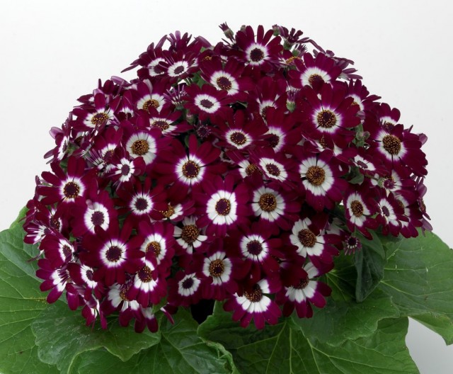 Перикаллис гибридный (Pericallis hybrida), или Крестовник садовый, или Цинерария кровавая Перикаллис гибридный (Pericallis hybrida), или Крестовник садовый, или Цинерария кровавая