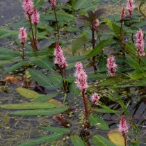 Горец землеводный (Persicaria amphibia) Горец землеводный (Persicaria amphibia)