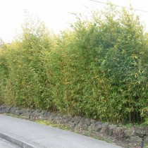 Листоколосник золотой (Phyllostachys aurea), или Золотой бамбук Листоколосник золотой (Phyllostachys aurea), или Золотой бамбук