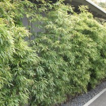 Листоколосник чёрный (Phyllostachys nigra) или Чёрный бамбук Листоколосник чёрный (Phyllostachys nigra) или Чёрный бамбук