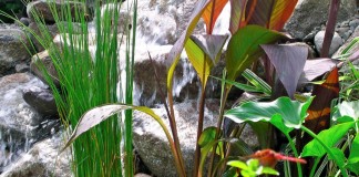 Растения для водоемов
