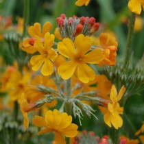 Примула Буллея (Primula bulleyana) Примула Буллея (Primula bulleyana)