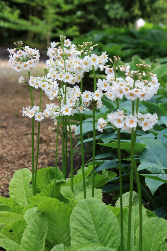 Примула японская (Primula japonica) Примула японская (Primula japonica)