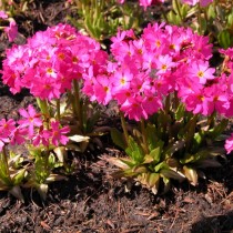 Примула розовая (Primula rosea) Примула розовая (Primula rosea)