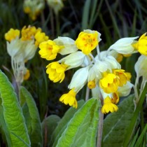 Примула весенняя (Primula veris) Примула весенняя (Primula veris)