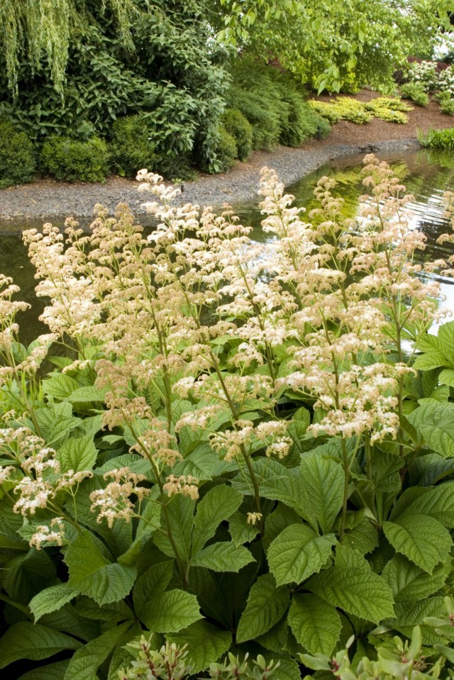 Роджерсия конскокаштанолистная (Rodgersia aesculifolia) Роджерсия конскокаштанолистная (Rodgersia aesculifolia)
