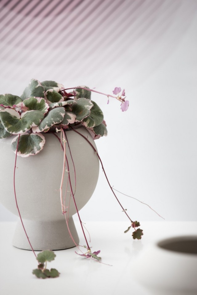 Камнеломка плетеносная (Saxifraga stolonifera) Камнеломка плетеносная (Saxifraga stolonifera)