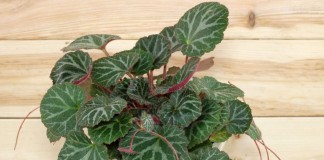 Камнеломка плетеносная (Saxifraga stolonifera)