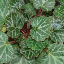 Камнеломка плетеносная (Saxifraga stolonifera) Камнеломка плетеносная (Saxifraga stolonifera)