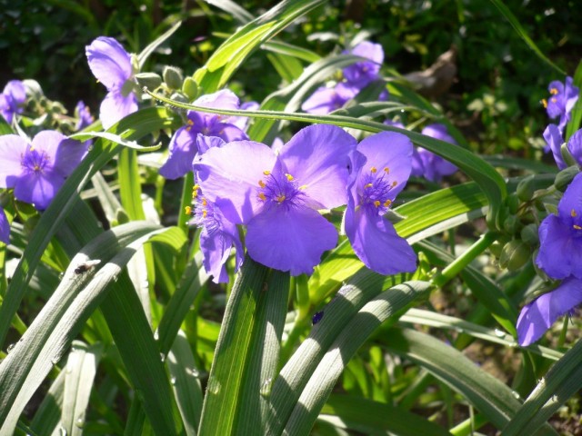 Традесканция виргинская (Tradescantia virginiana) Традесканция виргинская (Tradescantia virginiana)
