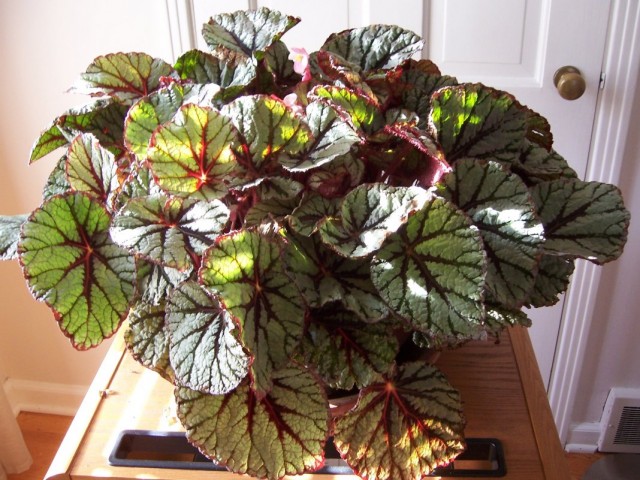 Бегония королевская (Begonia rex) Бегония королевская (Begonia rex)