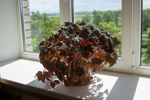 Бегония королевская (Begonia rex) Бегония королевская (Begonia rex)