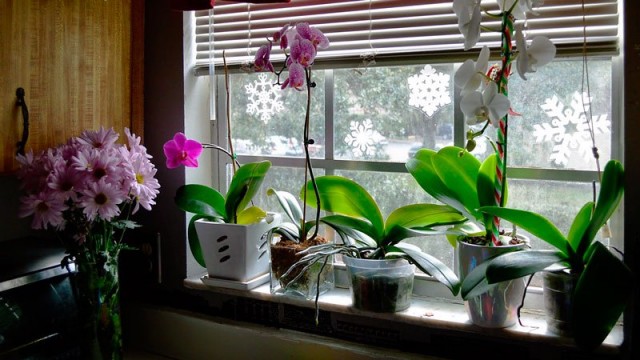 Как поливать орхидеи зимой