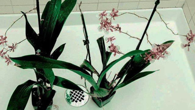 Полив орхидей тёплым душем