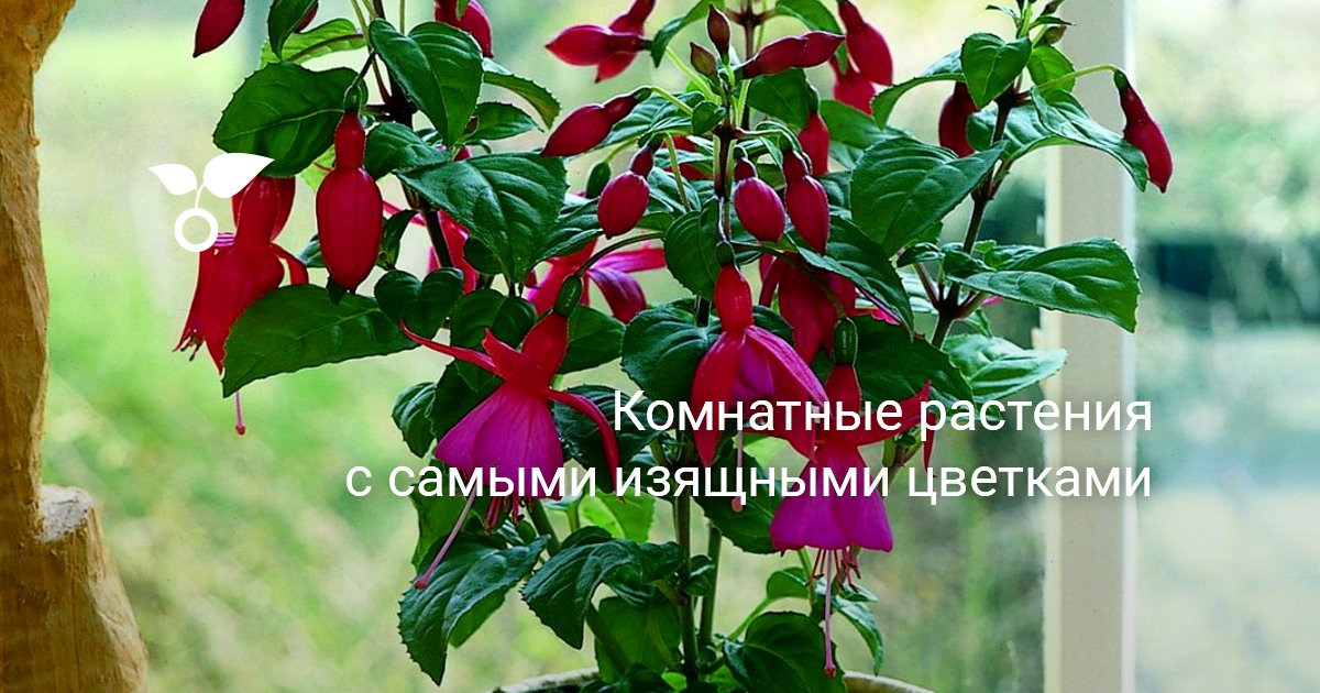 Комнатные растения с красивыми цветками