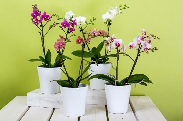Орхидеи Фаленопсис (Phalaenopsis) Орхидеи Фаленопсис (Phalaenopsis)