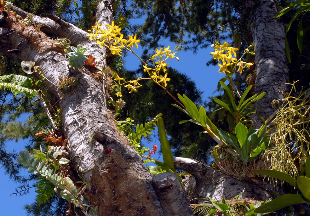 orchids