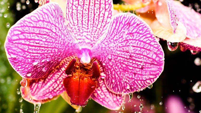 Правила полива орхидеи