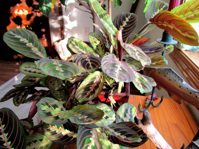 Маранта беложилковая (Maranta leuconeura) Маранта беложилковая (Maranta leuconeura)