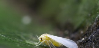 Белокрылка, или Алейродида (Aleyrodidae)