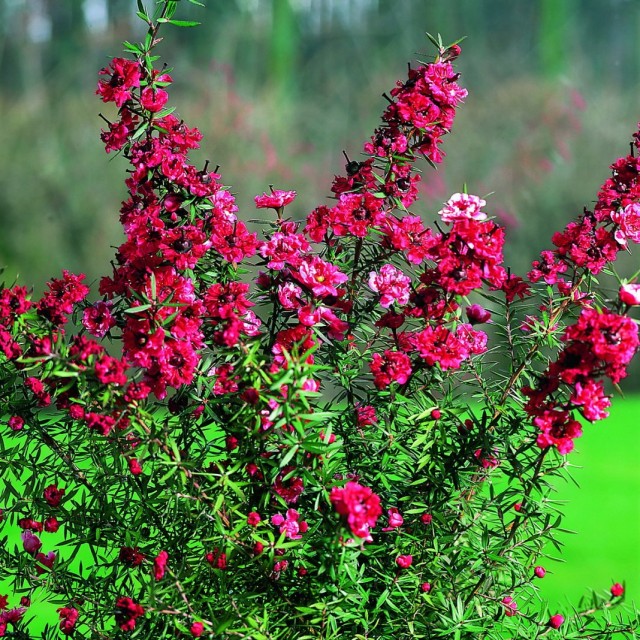 Тонкосемянник метловидный, или Лептоспермум метельчатый, или манука (Leptospermum scoparium) Тонкосемянник метловидный, или Лептоспермум метельчатый, или манука (Leptospermum scoparium)