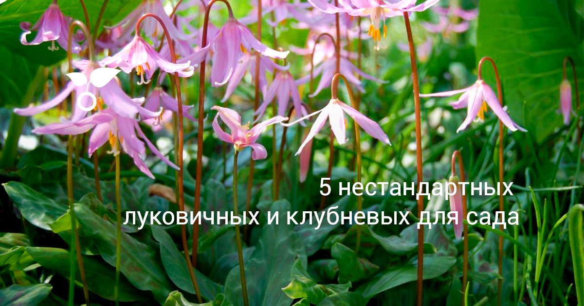 Стихи и поздравления матерные с 68 Стихи и поздравления матерные с 62