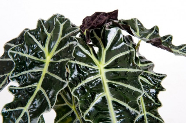 Алоказия (Alocasia) Алоказия (Alocasia)
